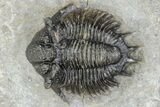 Lichid (Acanthopyge) Trilobite - Issoumour, Morocco #241497-1